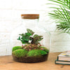 DIY terrarium - Fat Joe Coffea - ↕ 30 cm - Rake + Shovel + Tweezer + Scissors