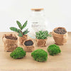 DIY terrarium - Teddy - ↕ 26,5 cm - Normal