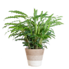 Calathea Rufibarba met Mand Lissabon wit - 55cm - Ø17