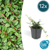 12x Cotoneaster pr. 'Streib's Findling' - ↕10-25cm - Ø9cm