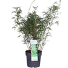 Fargesia rufa - Niet woekerende bamboe - Ø29cm - ↕80cm - Ø23 - ↨80cm