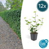 12x Hedera Hibernica - ↕10-25cm - Ø9cm