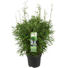 Fargesia 'Moontears'Â® Boobux - Compact groeiend, niet woekerende bamboe - Ø29cm - ↕70cm