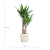 Yucca Elephantipes met Viber wit - 90cm - Ø21