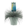 Festuca Glauca Intense Blue - Ø23cm - ↕50cm