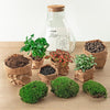 DIY terrarium - Sam Coffea met lamp - ↕ 30 cm - Rake + Shovel + Tweezer