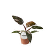 Philodendron Burgundy Princess - Ø12cm - ↕25cm