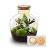 Terrarium - Fat Joe + LED - ↑ 30 cm