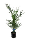 Phoenix Canariensis - 80 cm - Ø15cm