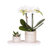 Kolibri Company | Plantenset Le Chic small | Witte Phalaenopsis Orchidee Amabilis  en Succulent incl. keramieken sierpotten op crème organisch dienblad