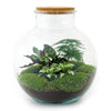 DIY terrarium - Bolder Bob - ↕ 30 cm - Normal