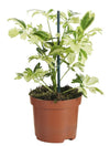 Schefflera Janine - Ø9cm - ↕20cm