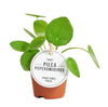 Pilea Peperomioides Baby - Ø6cm - ↕10cm