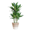 Dracaena  Janet Lindt met mand Lissabon wit - 95cm - Ø21