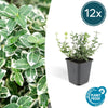 12x Euonymus 'Emerald 'n Gaity' - ↕10-25cm - Ø9cm