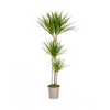 Dracaena Marginata Green Ø24cm - ↕140cm