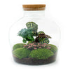 DIY terrarium - Fat Joe Coffea - ↕ 30 cm - Rake + Shovel