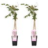 2x Wisteria floribunda 'Rosea' - ↨65cm - Ø15