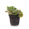 Fittonia Bubble Red - Red and green - Mosaic plant - potmaat 8