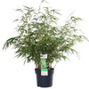 Fargesia rufa - Niet woekerende bamboe - Ø29cm - ↕80cm - Ø19 - ↨60cm