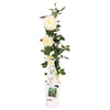 Rosa Crazy in love 'Vanilla' - Creme Roos - Ø15cm - ↕65cm