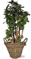 Polyscias Fabian - Ø24cm - ↕90cm + Pot+Handvat D25x19cm - Naturel