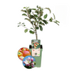 Biologische Appelboom Malus - 1 x Ø 20 cm - ↨ 60 cm