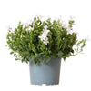 Campanula Addenda - Klokjesbloem purple potmaat 12cm - vaste plant - winterhard - White