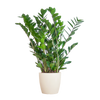 Zamioculcas Zamiifolia met Viber wit - 80cm - Ø21