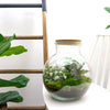 DIY terrarium - Teddy - ↕ 26,5 cm - Normal