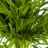 Dypsis Areca Lutescens Ø19cm - ↕90cm