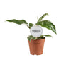 Philodendron White Princess B Grade - Ø12cm - ↕30cm