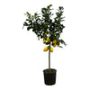 Citrus Lemon (Citroenboom) - 150 cm - Ø24cm