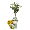 Biologische Perenboom Pyrus - 1 x Ø 20 cm - ↨ 60 cm