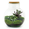 DIY terrarium - Teddy - ↕ 26,5 cm - Normal