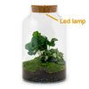 DIY terrarium - Milky Coffea met lamp - ↕ 31 cm - Rake + Shovel + Tweezer + Scissors