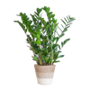 Zamioculcas Zamiifolia met Mand Lissabon wit  - 80cm - Ø21