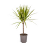 Dracaena Marginata Sunray Ø17cm - ↕60 - 80cm