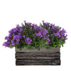 Campanula Addenda Ambella Intense purple - Houten schaal met 2 tuinplanten - potmaat 12cm - vaste plant - winterhard