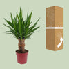 Yucca "Tres Cañas" 30 Stam P19 - Ø19cm - ↕70cm