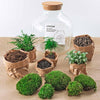 DIY terrarium - Fat Joe Groen - ↕ 30 cm - Rake + Shovel