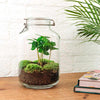 DIY terrarium - Jar - Coffea Arabica - ↕ 28 cm - Normal Jar