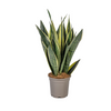 Sansevieria Trifasciata Canary Ø17cm - ↕50-55cm