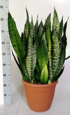 Sanseveria Black-Coral - Ø31cm - ↕75cm