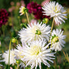 Flowerbulbs Amsterdam - 12 dahlia playa blanca knollen voor 2 m², cactusvormige bloemen