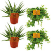 2x Aloe Spider + 2x Peperomia Rotundifolia - 4 stuks - Ø10.5cm - ↕10cm