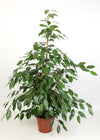 Ficus Benjamina Exotica 21 Cm - Ø21cm - ↕110cm