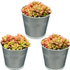 Succulenten- Anacampseros Rufescens Varigata- 8.5cmØ- 8-10cm hoog- 3 stuks - Zink