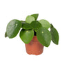 Pilea Peperomiodes - Pannekoekenplant - Ø12 - 20cm