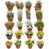 Cactus en succulenten mix- 5.5cmØ- 5-10cm hoog- 40 stuks